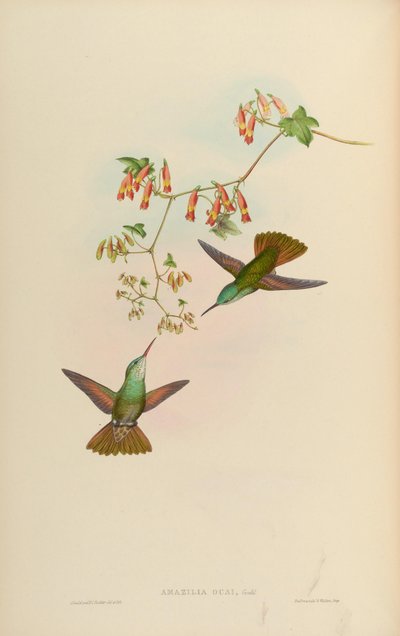 Amazilia ocai = Amazilia cyanocephala x Amazilia beryllina - John Gould